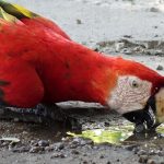 close up of a scarlet macaw in Costa Rica drinking by the side of the main road