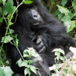 gorillas02