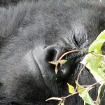 smiling or sleeping mountain gorilla Rwanda