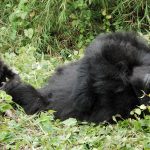 mountain gorilla mother with baby. Amahoro group, Rwanda