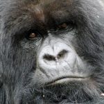 mountain Gorilla Silverback, Amahoro group, Rwanda