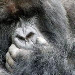 mountain gorilla close up in Rwanda, Amahoro group