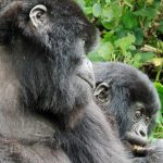 mountain gorillas in Rwanda