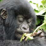 mountain gorilla with bamboo in Rwanda, Amahoro group