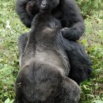 Mother, child and Silverback mountain gorilla Rwanda Amahoro group