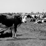 cows and mills at Kinderdijk, Netherlands