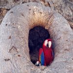 scarlet macaws in a tree in Costa Rica