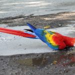 Scarlet Macaw drinking water on the side of the road in Costa Rica