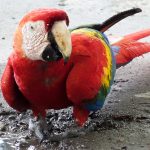 Scarlet Macaw in Costa Rica starring at me