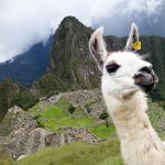 Hello lama passing by the Machu Picchu
