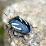 some wildlife in the Machu Picchu: a beetle