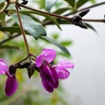 Purple flower at the Machu Picchu with rain drops on the leaves
