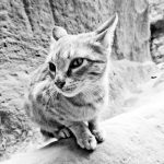 a cat in Petra Jordan