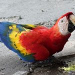 close up of a beautiful scarlet macaw that stopped on the side of the road to drink water on the floor in Costa Rica