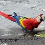 scarlet macaw costa rica