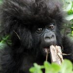 3 month old baby gorilla, Amahoro group, Rwanda volcanoes national park