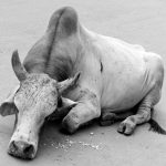 street cow in Varanasi Banaras India sacred