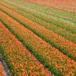 orange tulip field as seen from the village de Zilk in the Netherlands