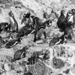 pinguins at Islas Ballestas Peru Galapagos of the poor