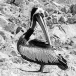 Islas Ballestas wildlife mini Galapagos wildlife