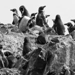 pinguins at Islas Ballestas Peru Galapagos del pobre wildlife travel photographer