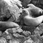 islas ballestas sea lions mini Galapagos Peru