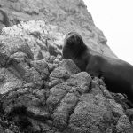 sea lion at the islas islands ballestas in Peru Galapagos of the poor