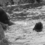 islas ballestas sea lions swimming Peru mini Galapagos