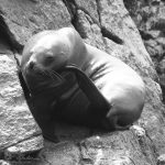 sea lion at the Ballestas islands in Pisco Peru