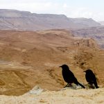 two Tristram's starling or Tristram's grackle birds looking at the view from Masada in Israel