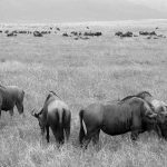 wildebeests in the Ngorongoro crater in Tanzania