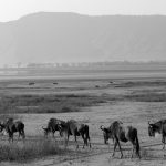 Wildebeests in the Ngorongoro conservation area in Tanzania during a game drive