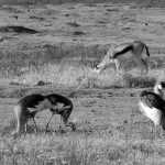 Grey crowned crane in the Ngorongoro crater black and white photography
