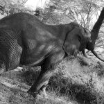 Elephant in the Ngorongoro crater in Tanzania