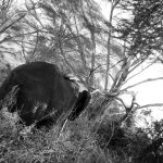 Elephant walking away in the trees in the Ngorongoro conservation area in Tanzania