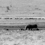 hippopotamus in the Ngorongoro crater in Tanzania