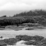 hippopotamus in the water in the Ngorongoro conservation area