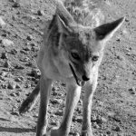 fox in the Ngorongoro crater seen during a jeep safari