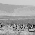 there are many zebras in the Ngorongoro conservation area