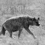 Spotted hyena in the Ngorongoro crater during a wildlife safari