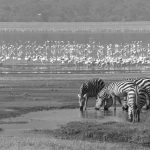 zebras and flamingos during a safari in the Ngorongoro conservation area in Tanzania