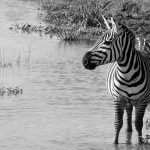 zebra by the water in the Ngorongoro black and white photograph