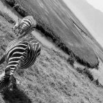 zebras eating in the Ngorongoro crater black and white photo