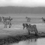 peaceful zebras in the Ngorongoro crater wildlife in black and white