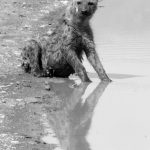 Thirsty hyena after drinking in the middle of the road in the Ngorongoro conservation area
