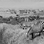 zebras and wildebeests herd at Ngorongoro Tanzania