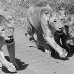 lionesses and cub at the Ngorongoro conservation area