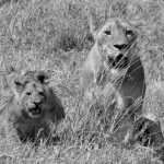 lioness and cubs at the Ngorongoro crater black & white photography