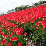 flower fields, tulips, in the north of Holland
