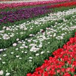 tulip field close by Lisse in the Netherlands